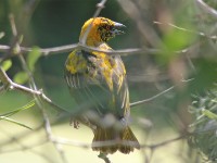 Village Weaver (Ploceus cucullatus)