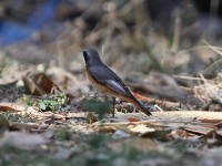 Common Redstart (Phoenicurus phoenicurus)