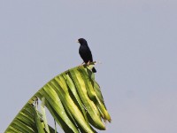 Village Indigobird (Vidua chalybeata)