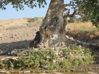 Lomi River