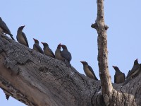 Red-billed Oxpecker (Buphagus erythrorynchus)