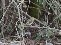 Rüppell's Weaver (Ploceus galbula)