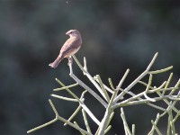 Pin-tailed Whydah (Vidua macroura)