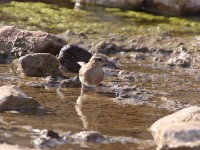 Village Indigobird (Vidua chalybeata)