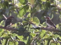 Bush Petronia (Gymnoris dentata)