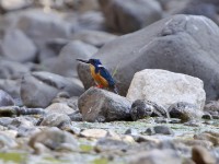 Half-collared Kingfisher (Alcedo semitorquata)