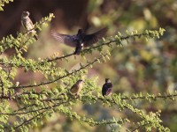 Village Indigobird (Vidua chalybeata)