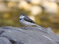 Mountain Wagtail (Motacilla clara)