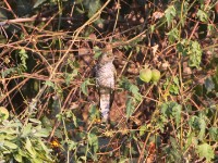 Klaas's Cuckoo (Chrysococcyx klaas)