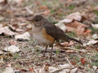 African Thrush (Turdus pelios)