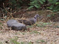 Mourning Collared Dove (Streptopelia decipiens)