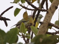 Bruce's Green Pigeon (Treron waalia)