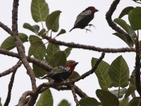 Black-billed Barbet (Lybius guifsobalito)