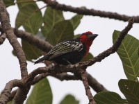 Black-billed Barbet (Lybius guifsobalito)