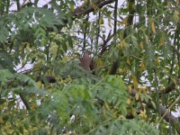 Blue-spotted Wood Dove (Turtur afer)