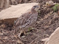 Erckel's Francolin (Pternistis erckelii)