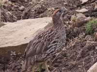 Erckel's Francolin (Pternistis erckelii)