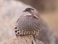Erckel's Francolin (Pternistis erckelii)