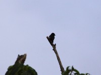 White-winged Cliff Chat (Monticola semirufus)