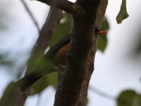 Abyssinian Thrush (Turdus abyssinicus)