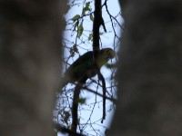 Yellow-fronted Parrot (Poicephalus flavifrons)