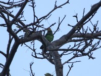 Yellow-fronted Parrot (Poicephalus flavifrons)
