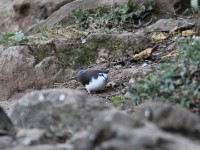 Tambourine Dove (Turtur tympanistria)