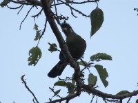 White-cheeked Turaco (Tauraco leucotis)