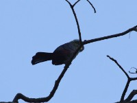 White-cheeked Turaco (Tauraco leucotis)