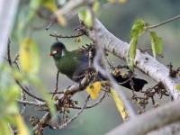 White-cheeked Turaco (Tauraco leucotis)