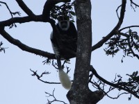 Mantled Guereza (Colobus guereza)