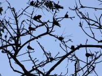 Black Saw-wing (Psalidoprocne pristoptera)