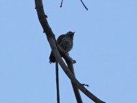 Abyssinian Woodpecker (Dendropicos abyssinicus)
