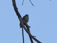 Abyssinian Woodpecker (Dendropicos abyssinicus)