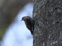 African Spotted Creeper (Salpornis salvadori)