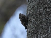African Spotted Creeper (Salpornis salvadori)