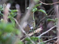 Abyssinian Ground Thrush (Geokichla piaggiae)