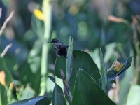 Tacazze Sunbird (Nectarinia tacazze)