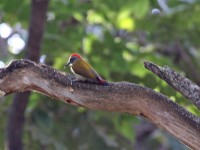 Eastern Grey Woodpecker (Dendropicos spodocephalus)