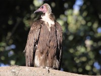 Hooded Vulture (Necrosyrtes monachus)
