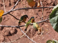 Blue-breasted Bee-eater (Merops variegatus)
