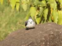 Mountain Wagtail (Motacilla clara)
