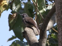 White-rumped Babbler (Turdoides leucopygia)