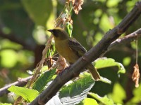 Baglafecht Weaver (Ploceus baglafecht)