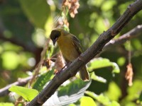 Baglafecht Weaver (Ploceus baglafecht)