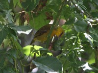 Baglafecht Weaver (Ploceus baglafecht)