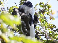 Mantled Guereza (Colobus guereza