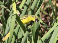 African Citril (Crithagra citrinelloides)