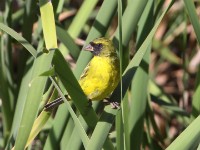 African Citril (Crithagra citrinelloides)