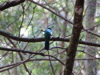 Narina Trogon (Apaloderma narina)